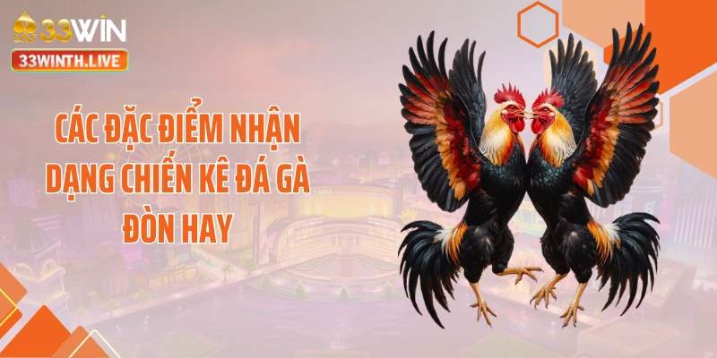 Các đặc điểm nhận dạng chiến kê đá gà đòn hay