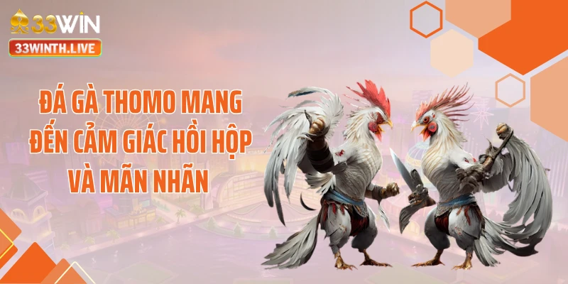 Đá gà Thomo mang đến cảm giác hồi hộp và mãn nhãn
